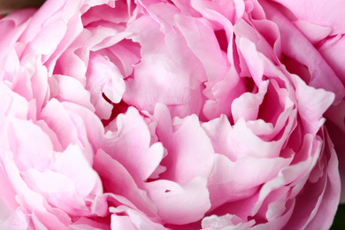 Photo of Closeup view of beautiful pink peony flower