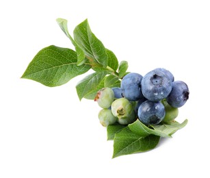 Photo of Twig with tasty blueberries and leaves isolated on white