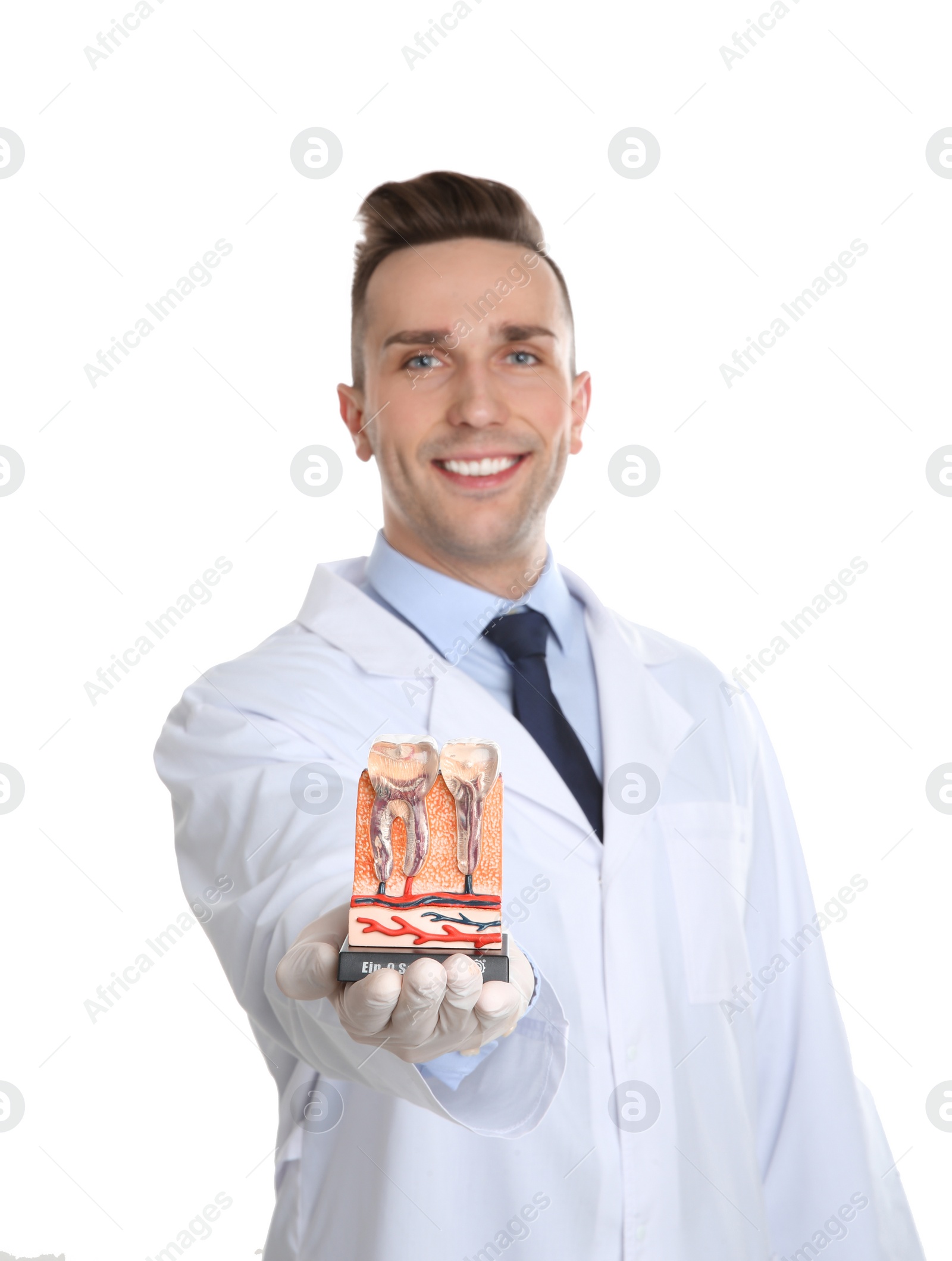 Photo of Male dentist holding teeth model on white background