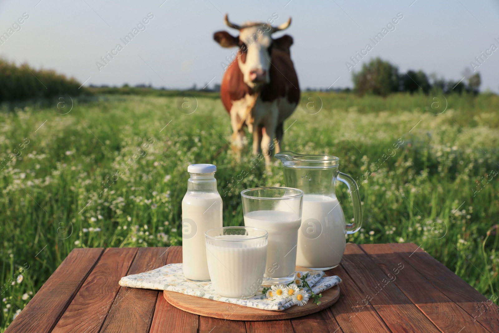 Photo of Milk with camomiles on wooden table and cow grazing in meadow