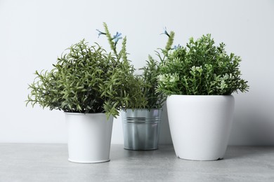 Different aromatic potted herbs on light grey table