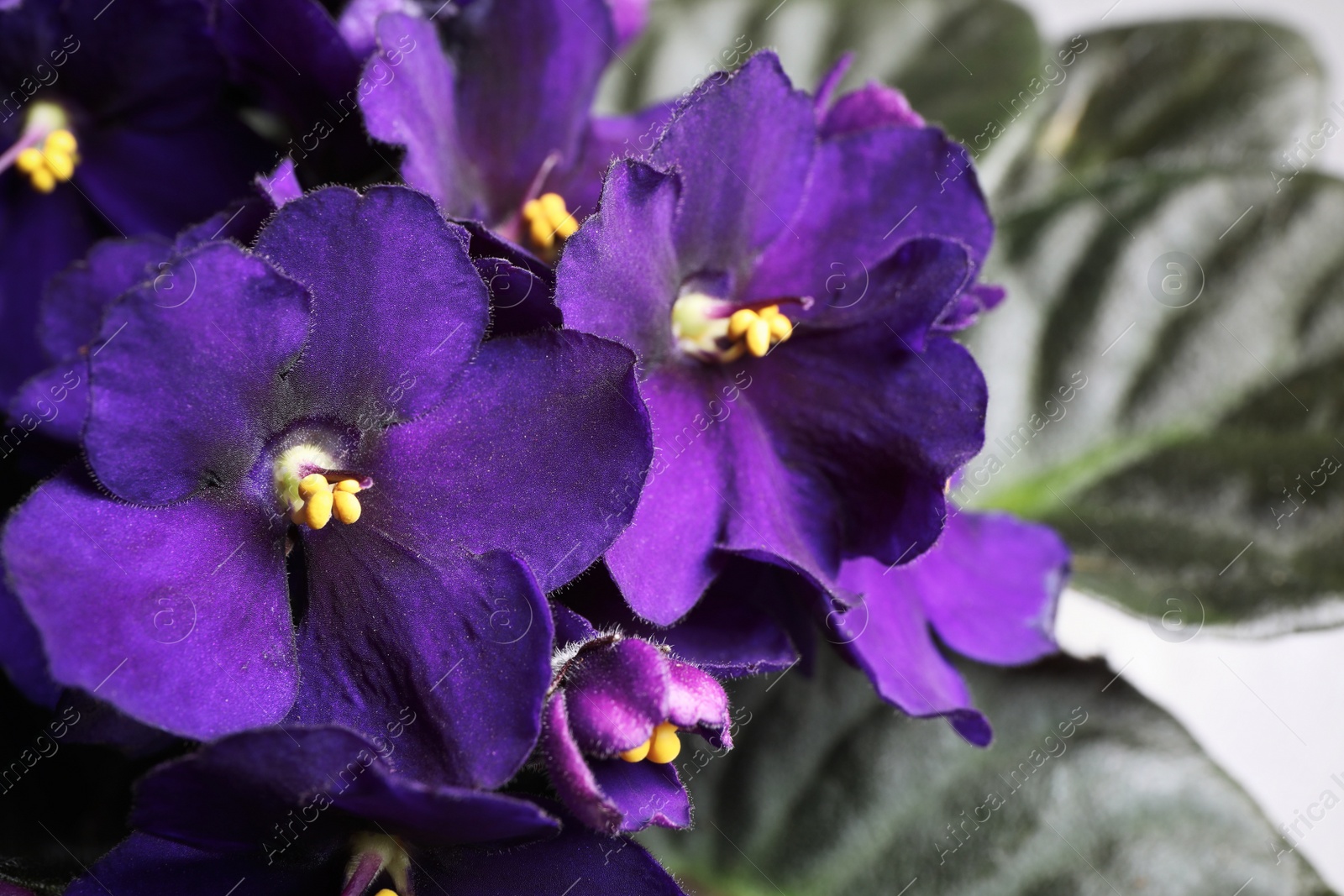 Photo of Beautiful violet flowers, closeup. Plant for house decor