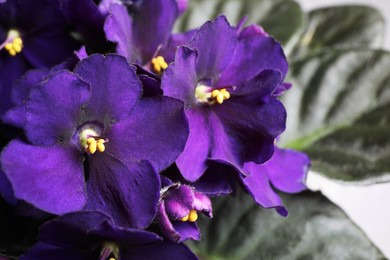 Photo of Beautiful violet flowers, closeup. Plant for house decor