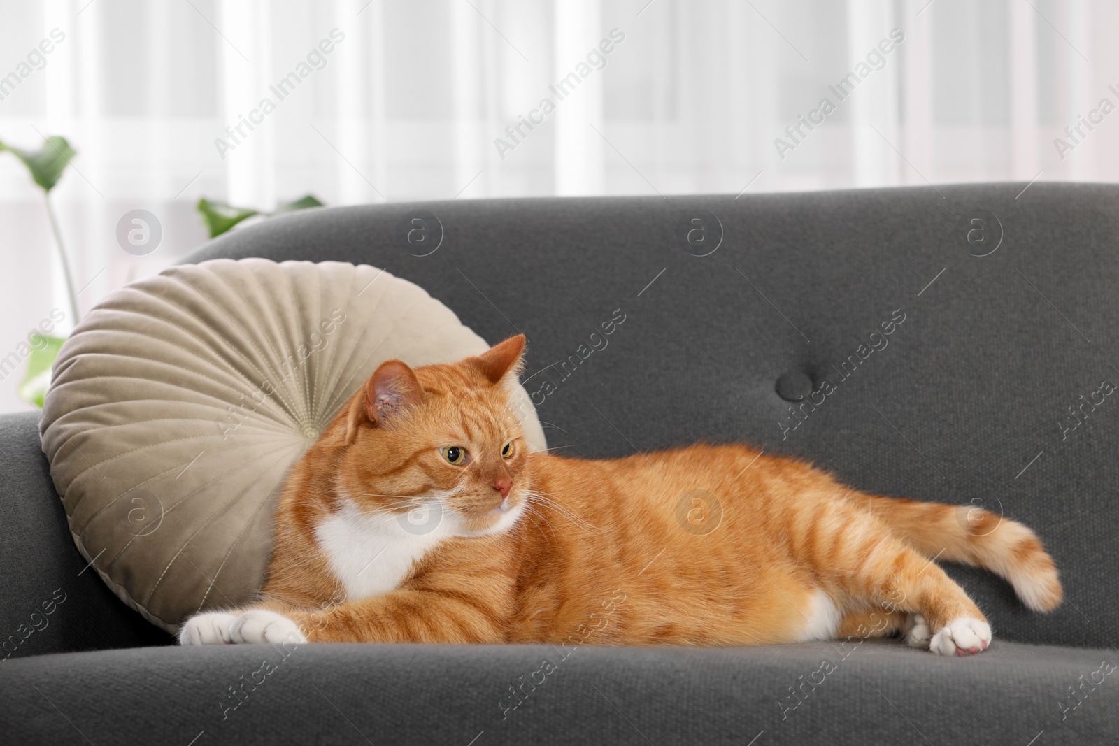 Photo of Cute fluffy ginger cat lying on sofa at home