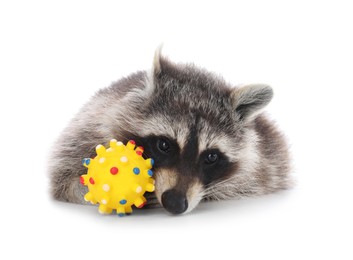 Photo of Common raccoon with toy isolated on white