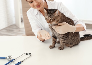 Veterinarian giving pill to cute cat in clinic