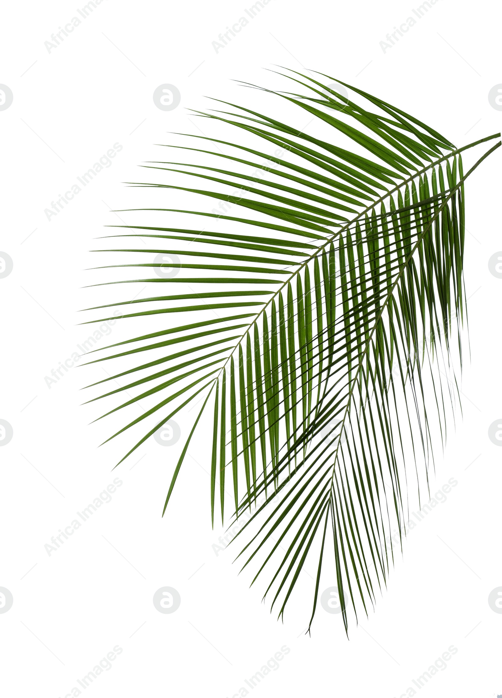 Photo of Beautiful lush tropical leaves isolated on white