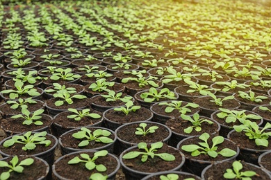 Many fresh green seedlings growing in pots with soil