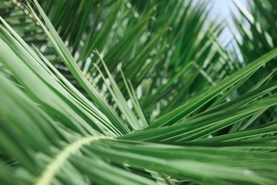 Closeup view of beautiful green tropical leaves outdoors