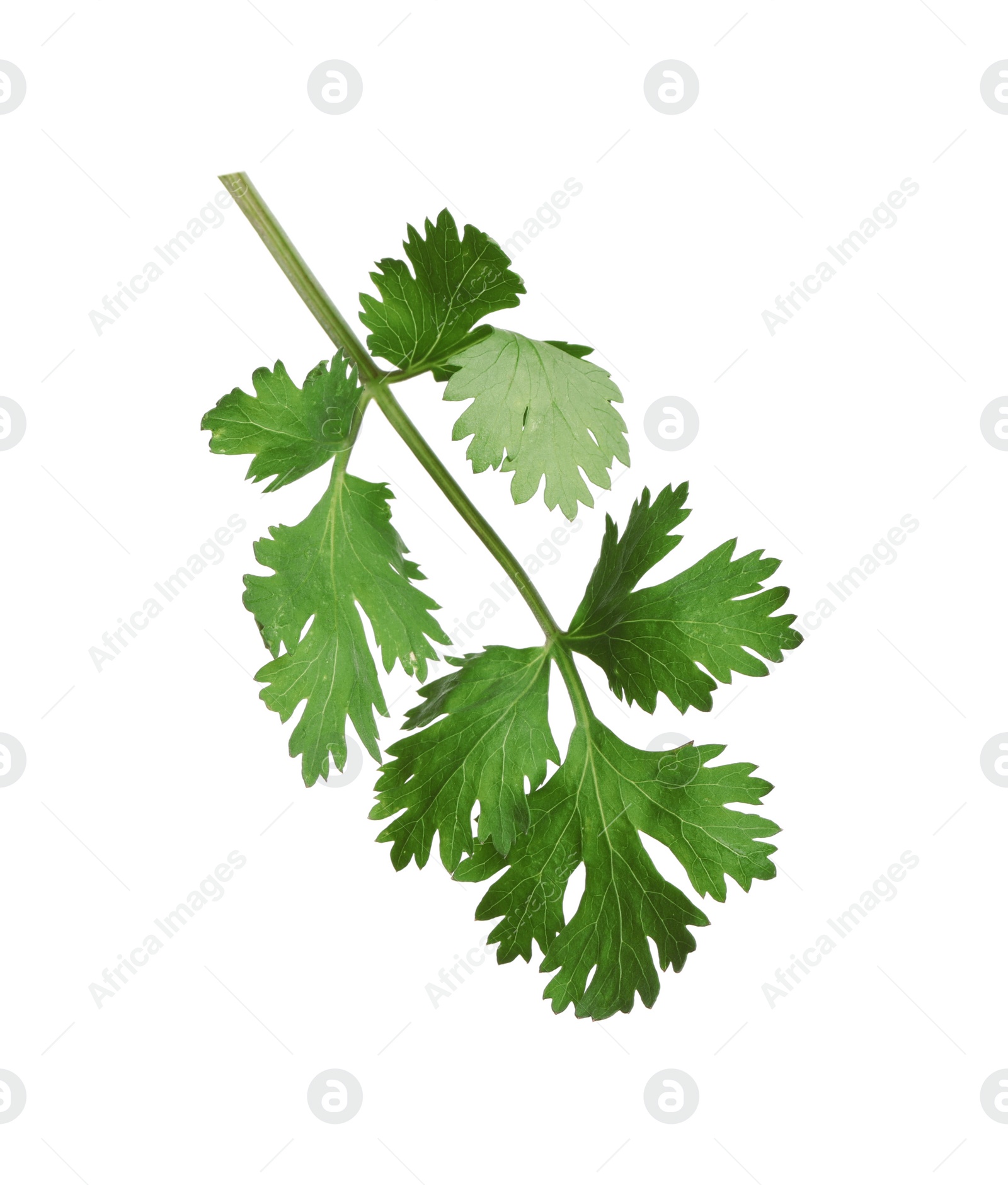 Photo of Fresh green coriander leaves isolated on white