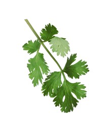 Photo of Fresh green coriander leaves isolated on white