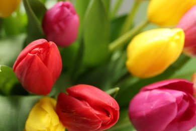 Beautiful colorful tulip flowers as background, closeup