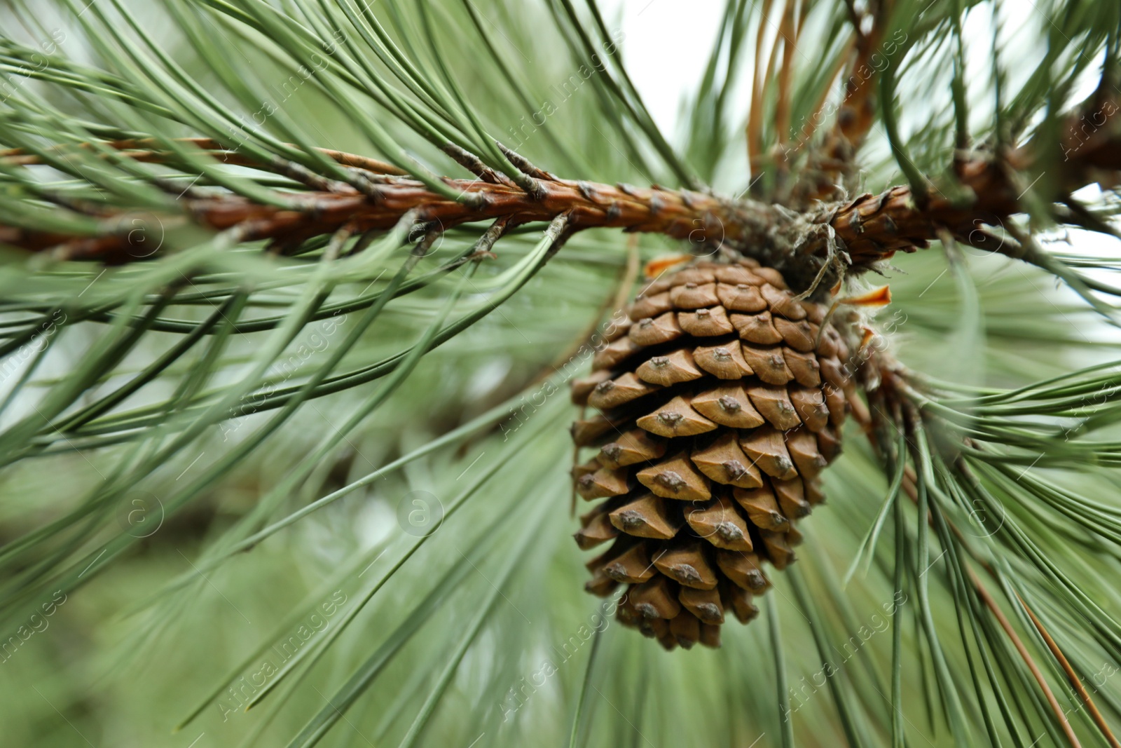 Photo of Cone growing on pine branch outdoors, closeup