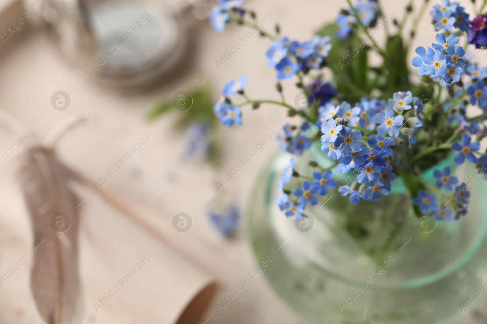 Photo of Beautiful Forget-me-not flowers in vase, closeup view