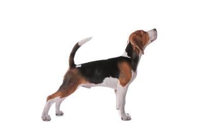 Cute Beagle puppy on white background. Adorable pet