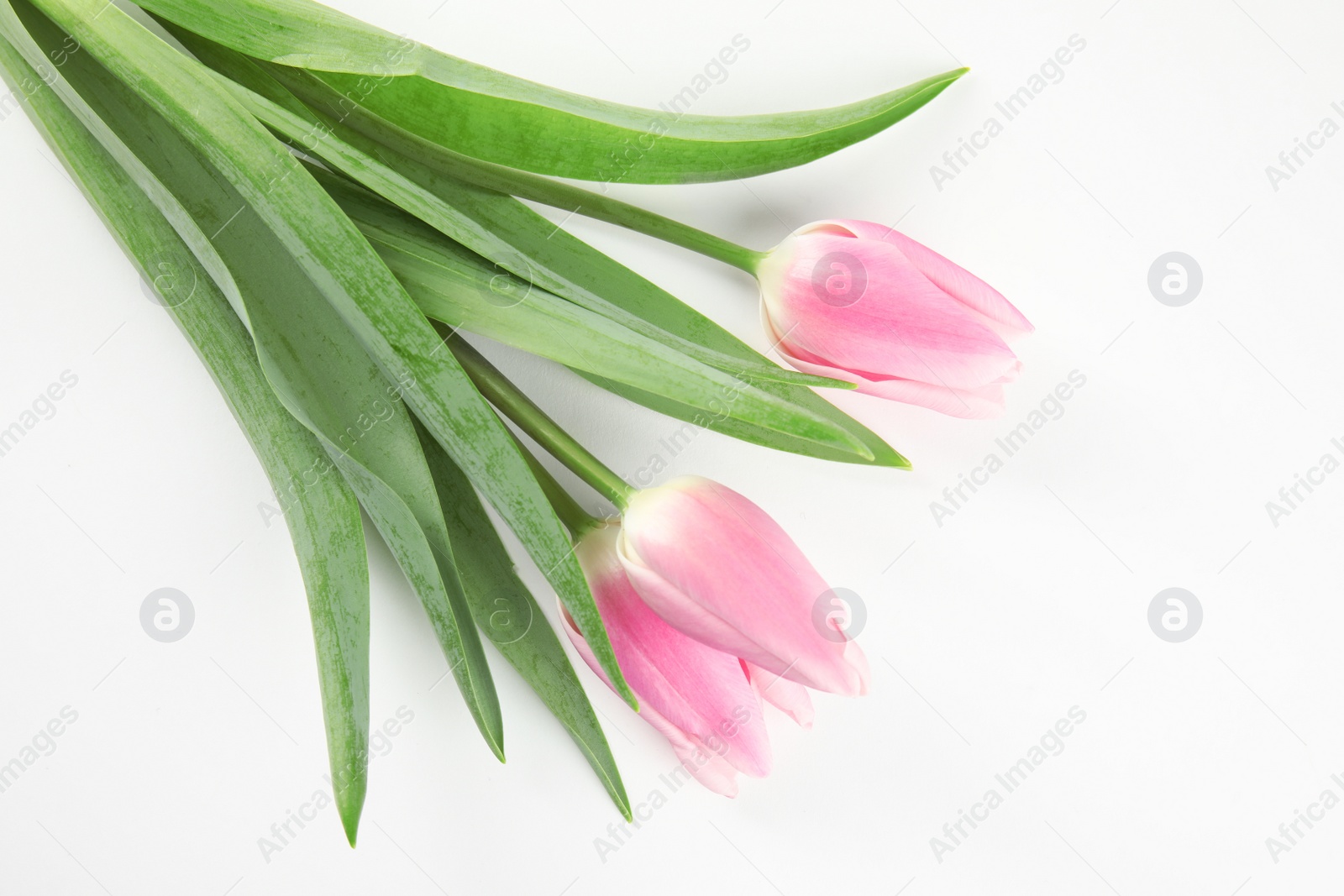 Photo of Beautiful pink spring tulips on white background, top view