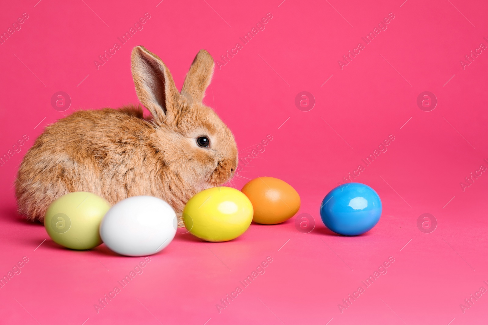 Photo of Adorable furry Easter bunny and dyed eggs on color background, space for text