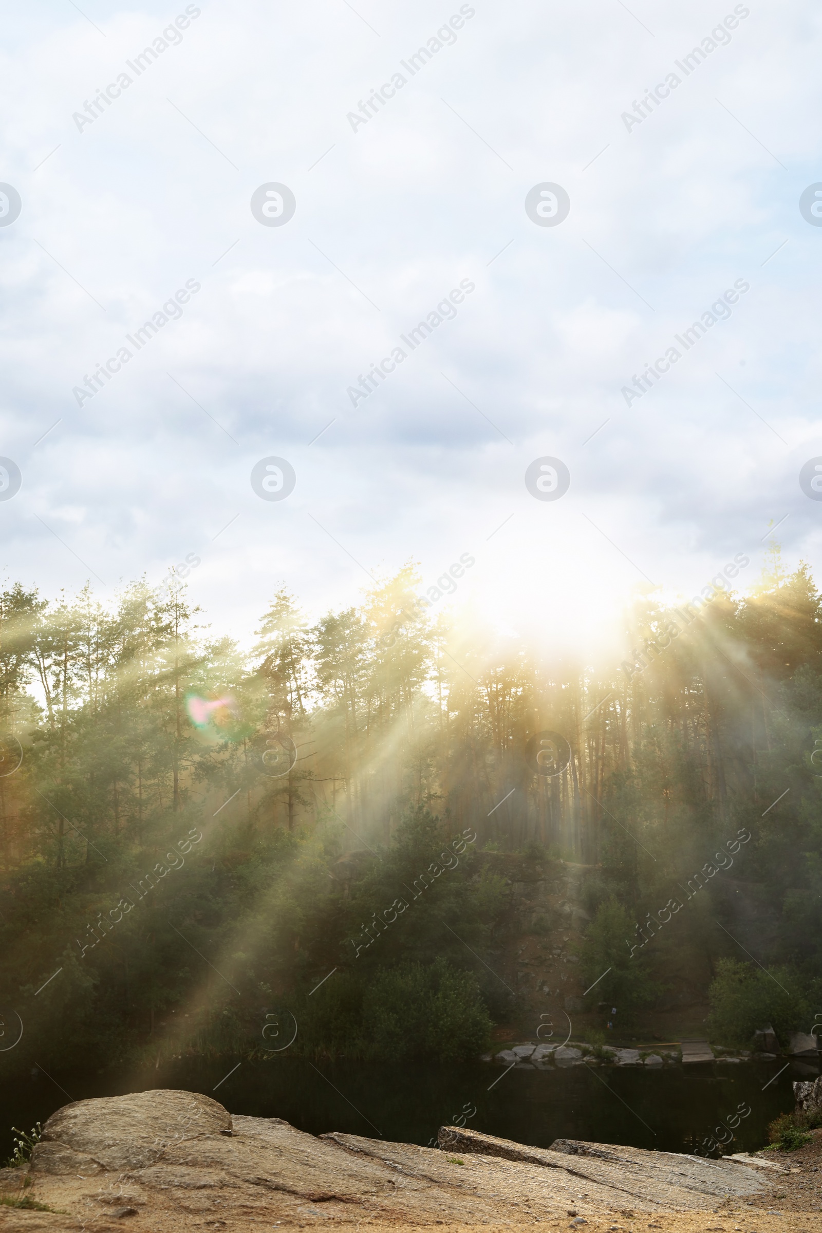 Photo of Picturesque view of sunny forest. Camping season