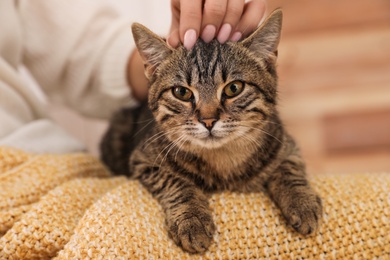 Photo of Woman petting cute tabby cat at home, closeup