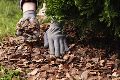 Photo of Woman mulching soil with bark chips in garden, closeup
