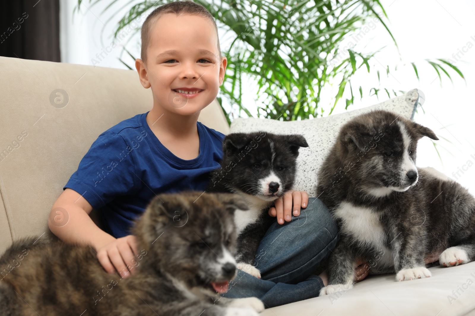 Photo of Little boy with Akita inu puppies on sofa at home. Friendly dog