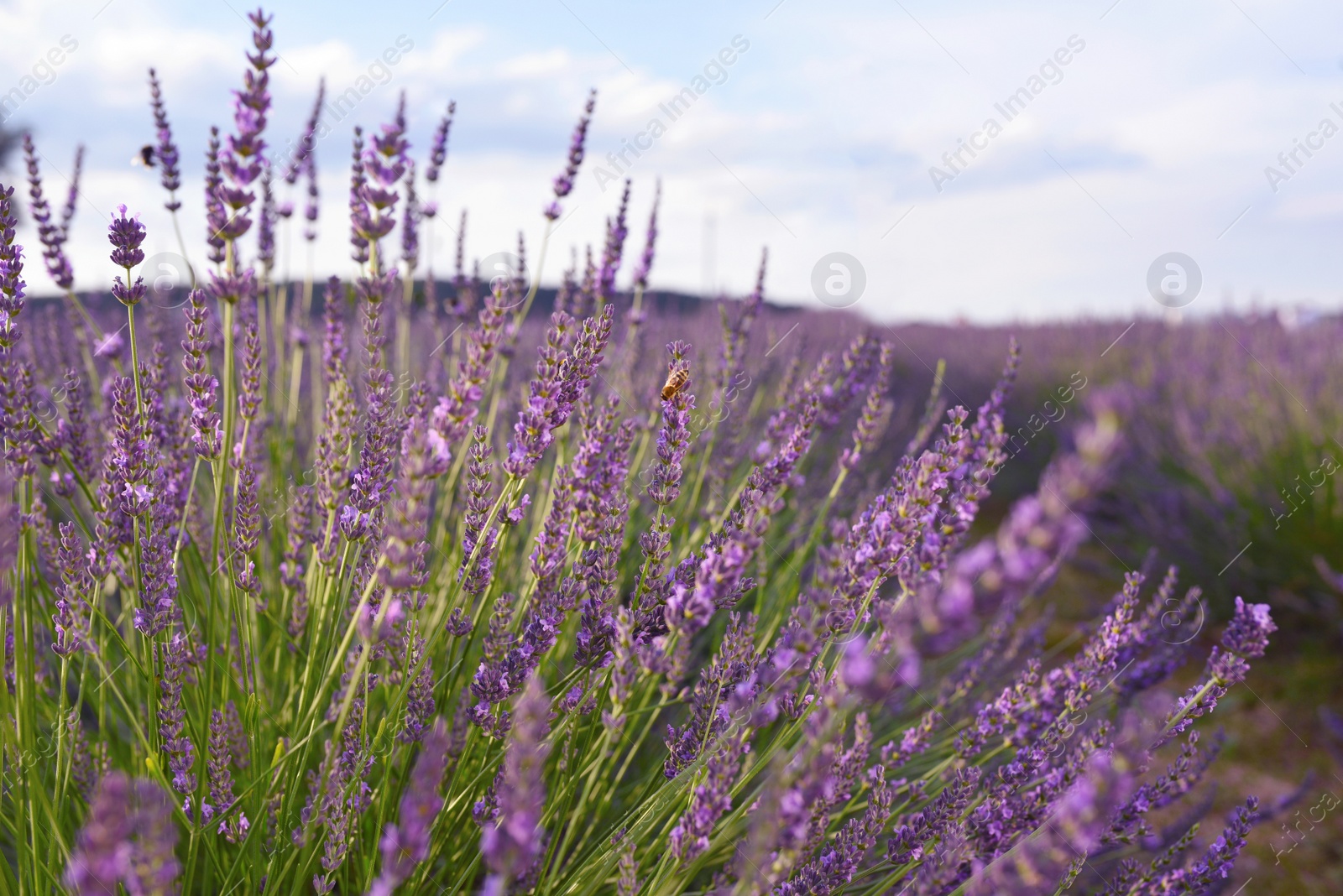 Photo of Beautiful blooming lavender plants growing in field, closeup