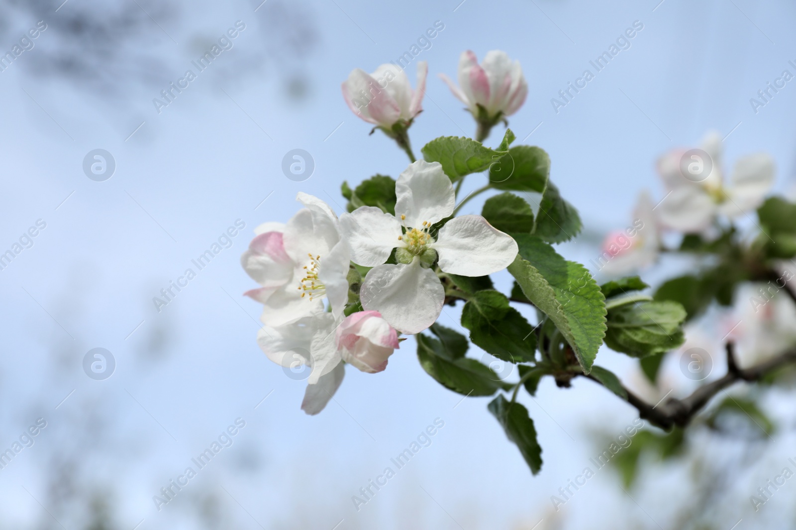 Photo of Closeup view of blossoming quince tree outdoors