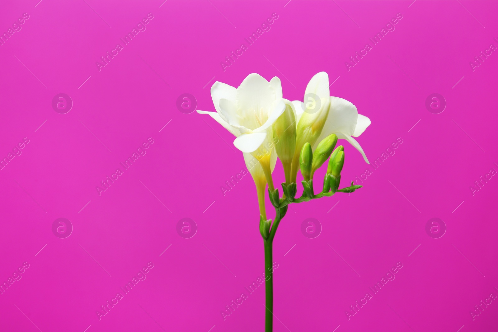 Photo of Beautiful freesia flower on color background