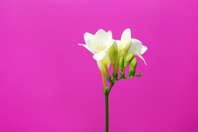 Beautiful freesia flower on color background