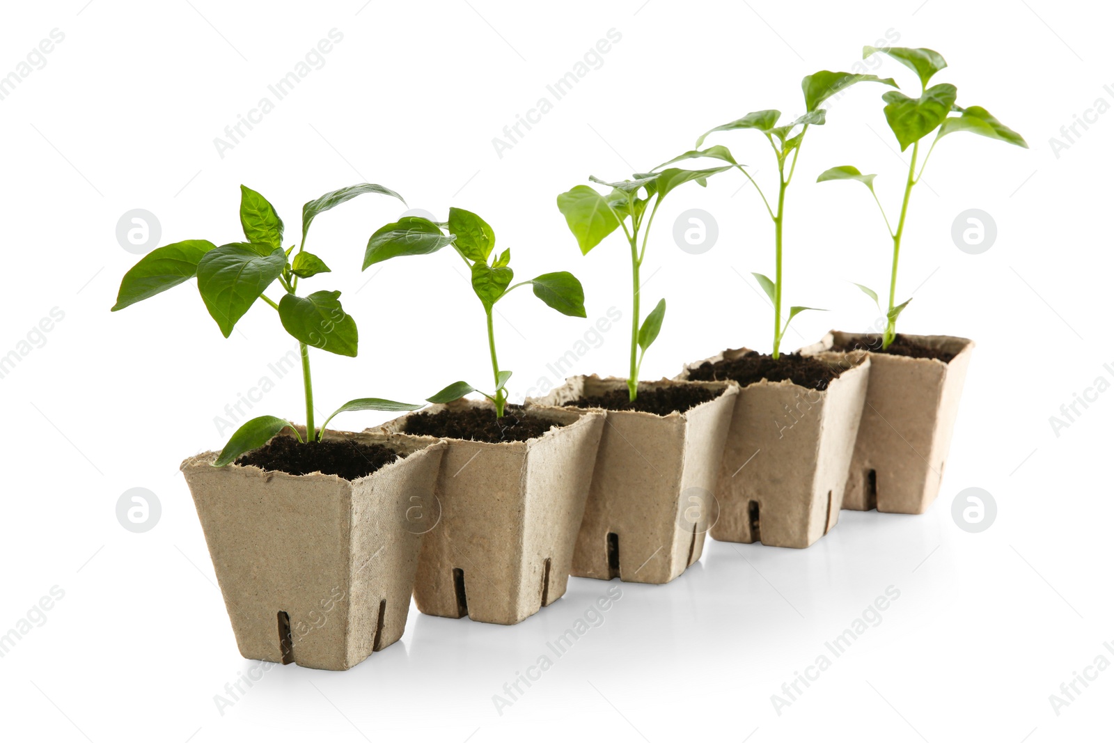 Photo of Green pepper seedlings in peat pots isolated on white