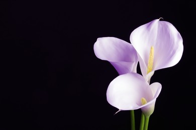 Image of Violet calla lily flowers on black background, closeup. Funeral attributes