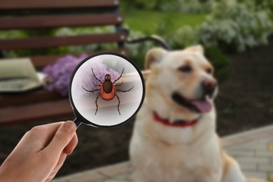 Cute dog outdoors and woman showing tick with magnifying glass, selective focus. Illustration