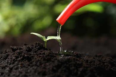 Photo of Watering young seedling in fertile soil, closeup