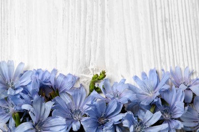 Beautiful chicory flowers on white wooden background, flat lay. Space for text
