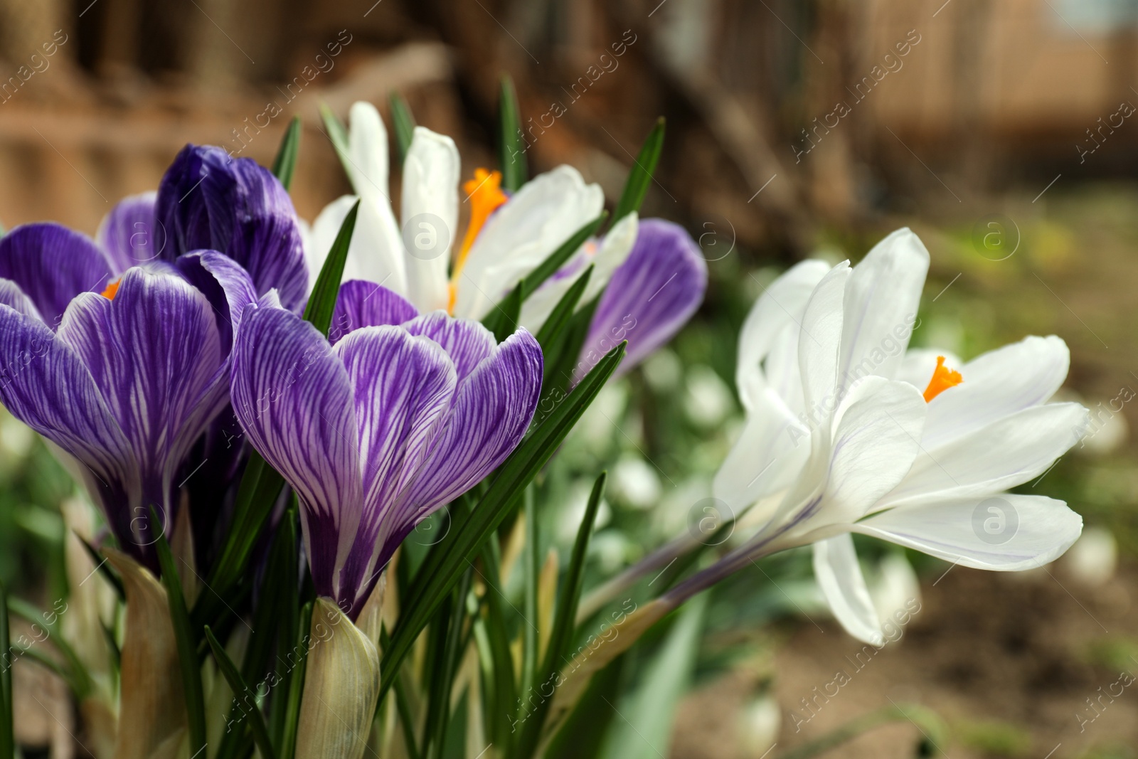 Photo of Beautiful crocuses in garden, closeup. Spring season