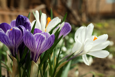 Beautiful crocuses in garden, closeup. Spring season