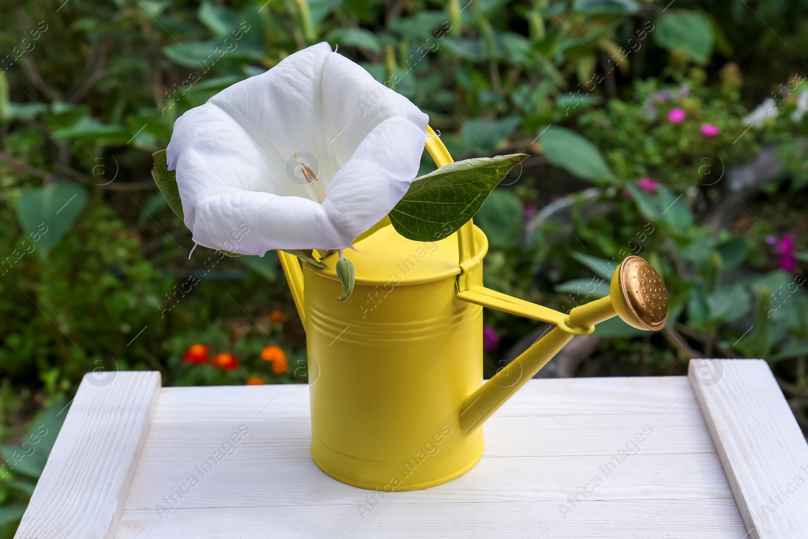 Photo of Yellow watering can with beautiful datura flower on white wooden table outdoors