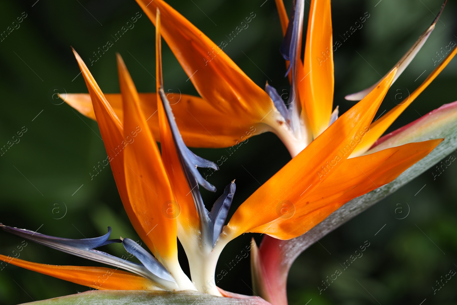 Photo of Bird of Paradise tropical flowers on blurred background, closeup