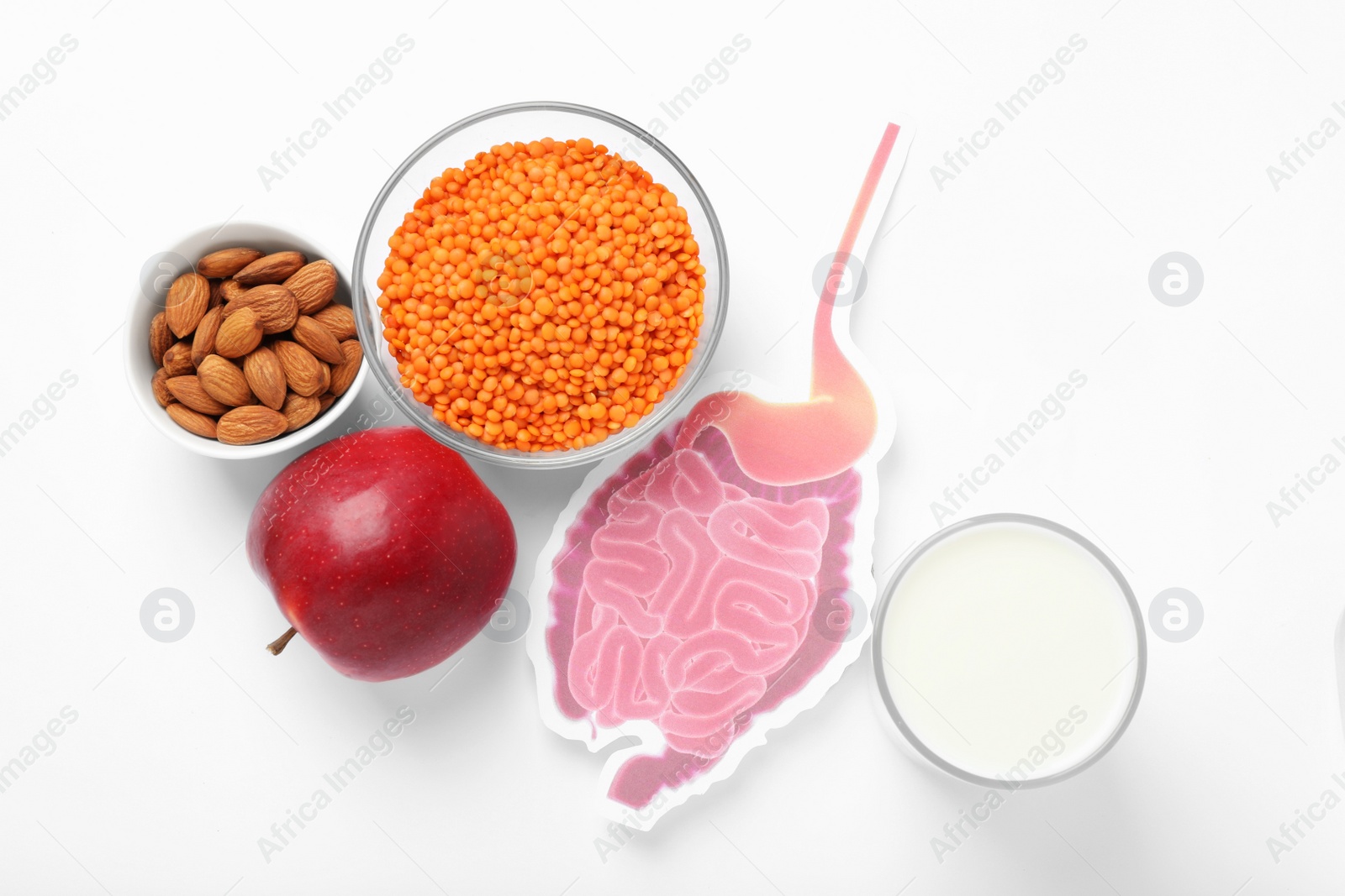 Photo of Gastrointestinal tract model and products to help digestion on white background, top view