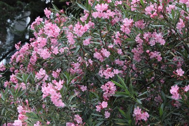Photo of Beautiful blooming tropical oleander shrub with green leaves