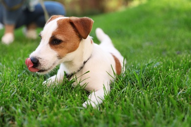 Photo of Adorable Jack Russell Terrier dog on green grass outdoors