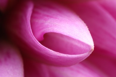 Photo of Beautiful pink petal of Dahlia flower as background, macro view