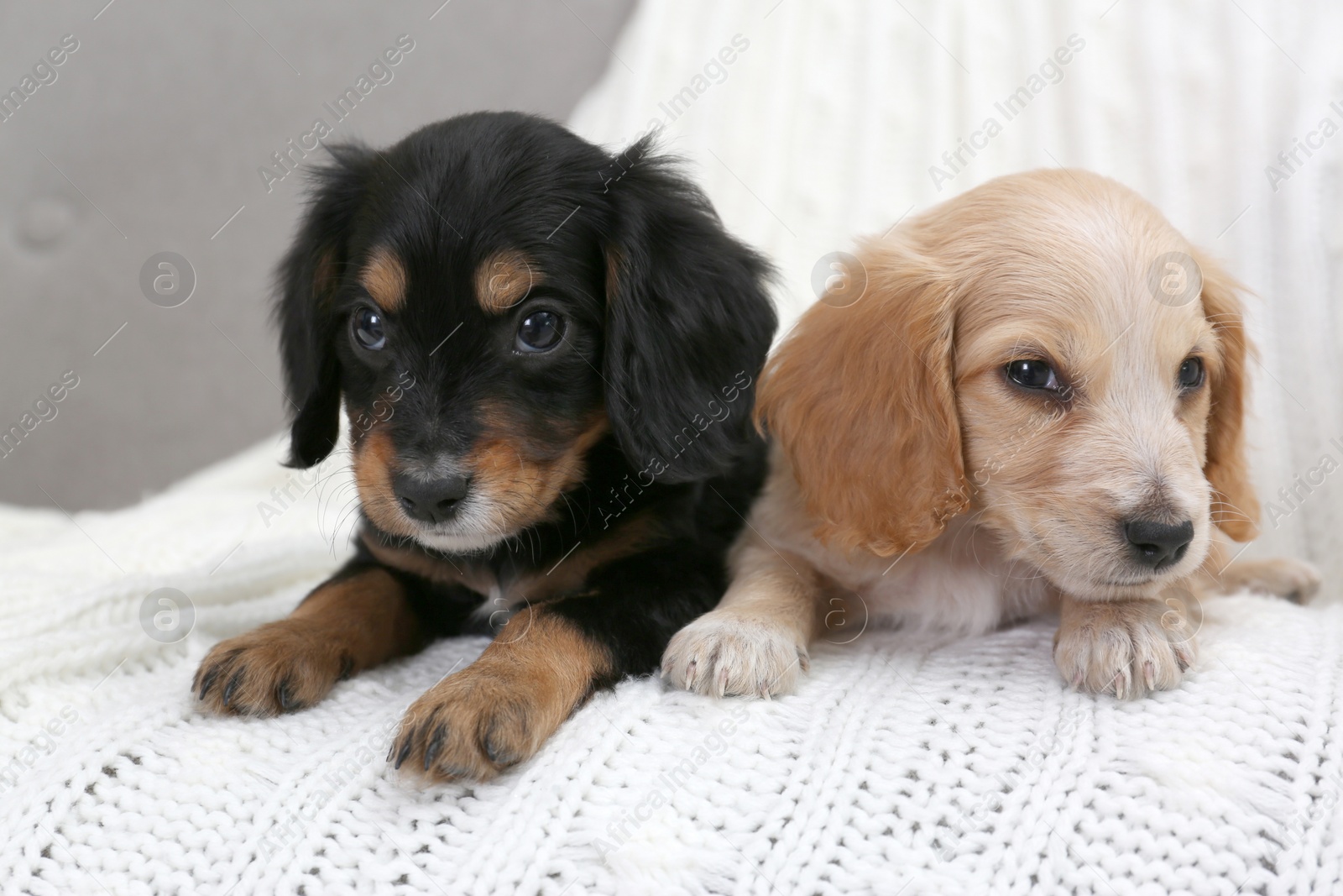 Photo of Cute English Cocker Spaniel puppies on soft plaid