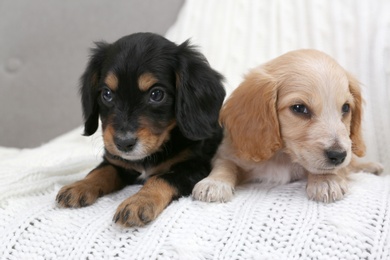 Photo of Cute English Cocker Spaniel puppies on soft plaid