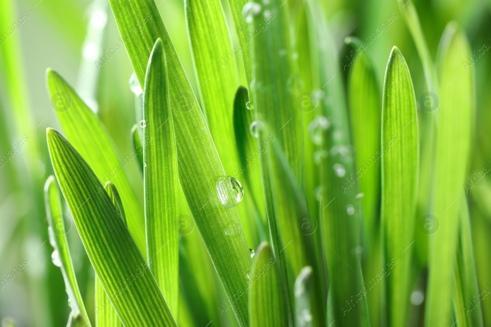 Photo of Green lush grass with water drops on blurred background, closeup