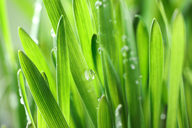 Photo of Green lush grass with water drops on blurred background, closeup