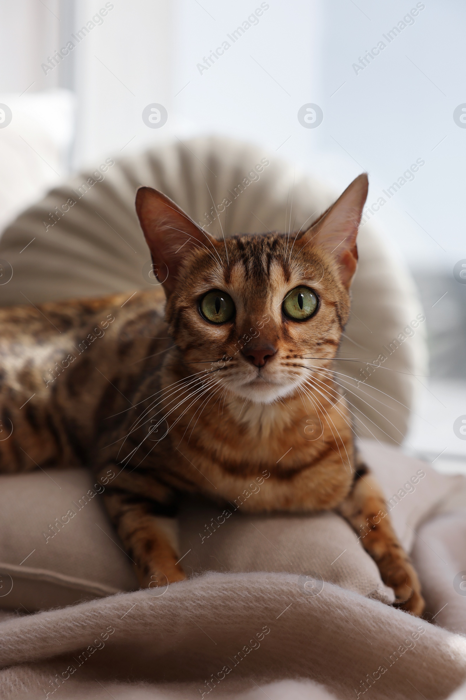 Photo of Cute Bengal cat lying on windowsill at home. Adorable pet