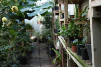 Many different potted plants in greenhouse, space for text