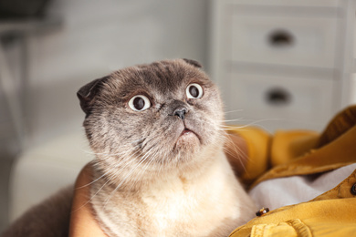 Photo of Young woman with cute cat at home, closeup. Fluffy pet