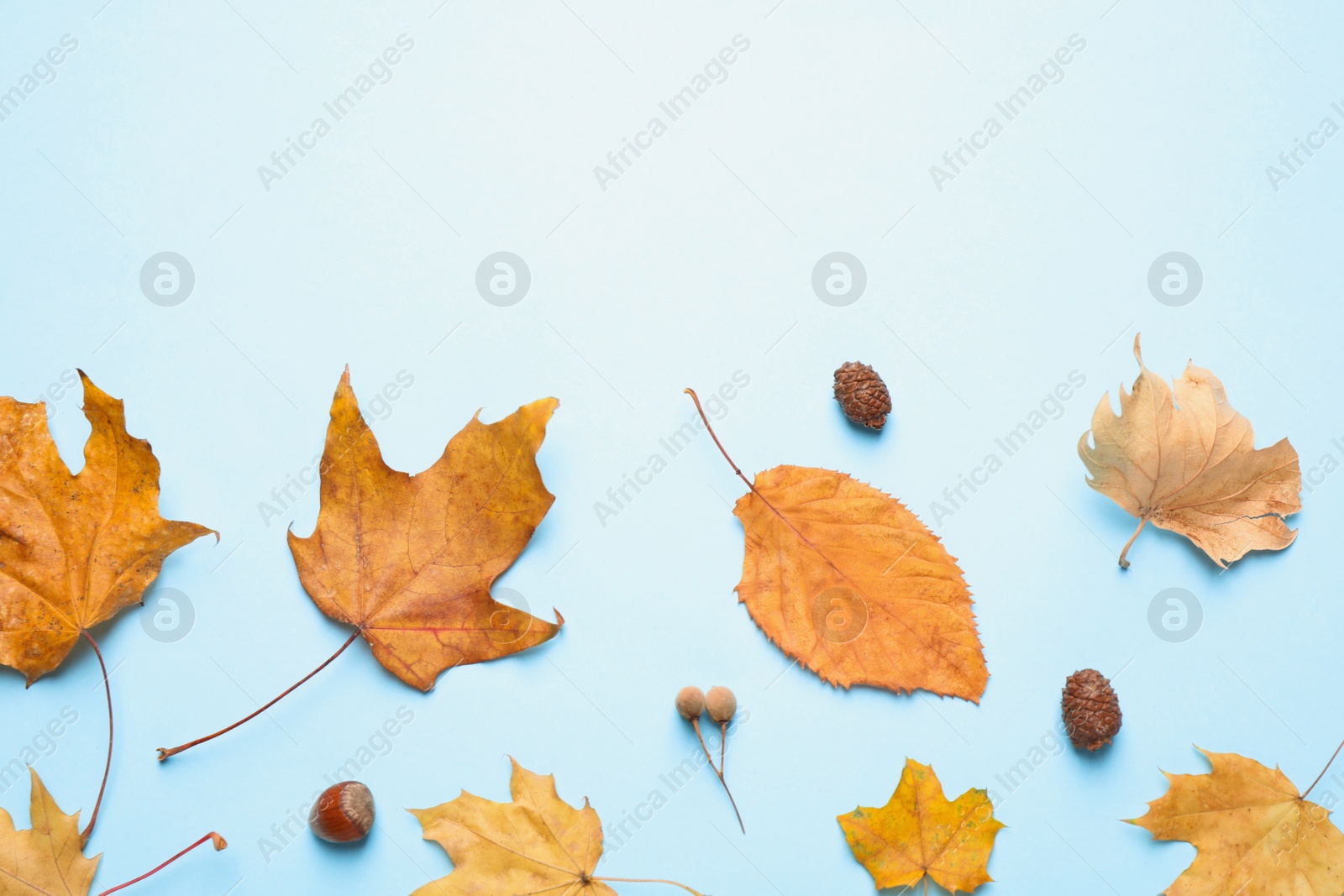 Photo of Flat lay composition with autumn leaves on blue background. Space for text